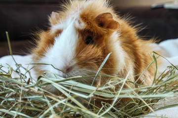 Guinea pig eating hay © Radek