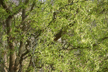 Twisted hazel tree, Corylus avellana Contorta, in spring