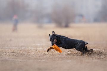 Dog catching flying disk