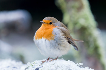 European robin
