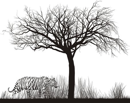 Tiger in tall grass