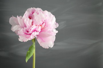 Pink peony flower with leaves on gray background.