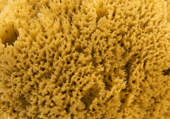  Natural sea sponge HD