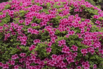 Obraz premium Blooming Pink Azalea