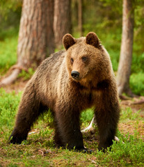 Obraz na płótnie Canvas Brown bear in the forest
