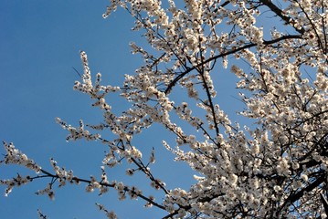 Beautiful spring blossom; white flowers in spring time over the blue sky.