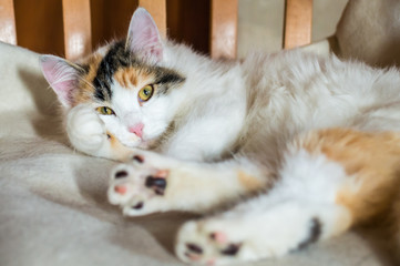 A cat on a wooden chair