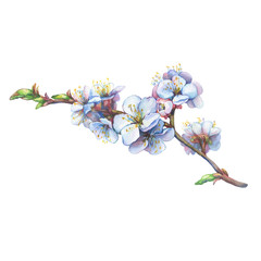 Illustration of apricot branch with flowers. Hand drawn watercolor painting on white background.