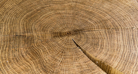 Round wood year rings Texture