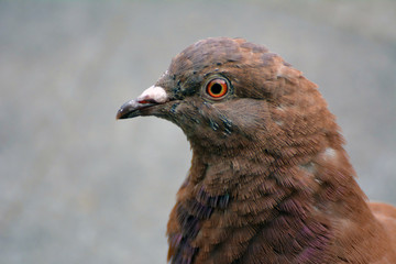 A close up on a pigeon