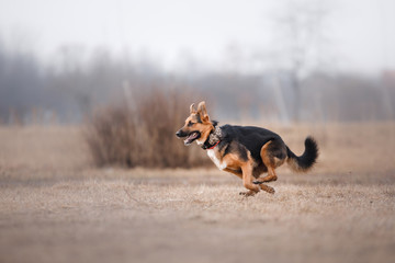 Dog running and playing in the park