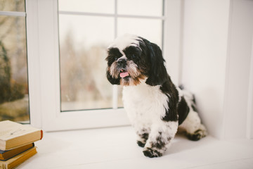 purebred, small, fluffy dog Shih Tzu sitting in the window