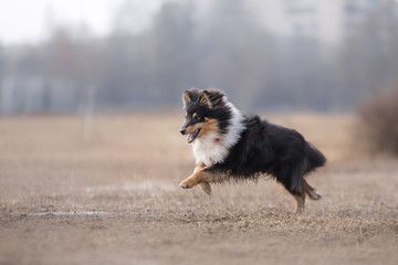 Dog running and playing in the park