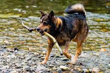 Terrier mixed breed dog playing in the water