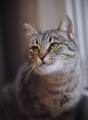 Fototapeta premium Portrait of a green-eyed striped cat