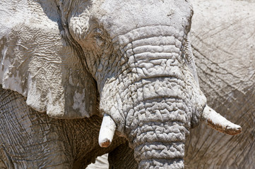 Fototapeta premium African elephant portrait