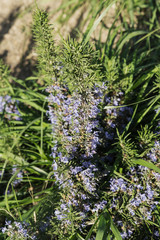 spring flowering rosemary