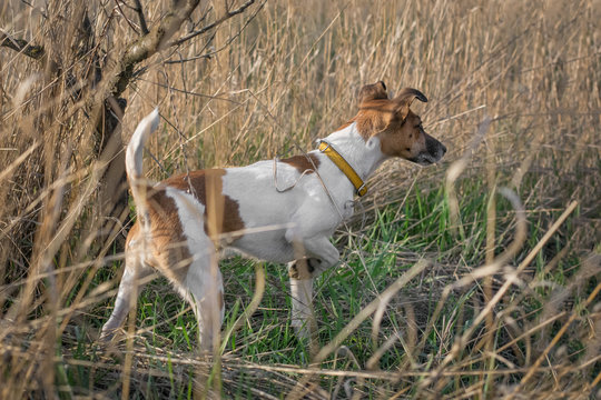 a dog in the hunt, Fox Terrier indicates pheasant