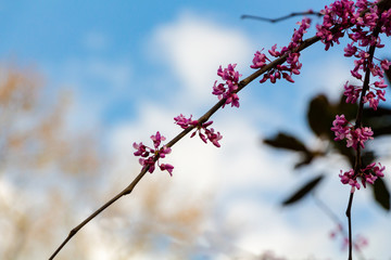 Flowering tree against the sky