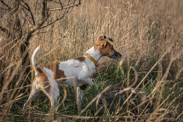 Hunting dog pointing a pheasant in cover.