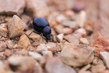 Tok-Tokkie beatle walking on the ground