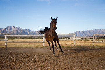 Beautiful arab horse playing in a training pen
