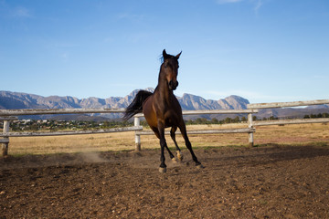 Beautiful arab horse playing in a training pen
