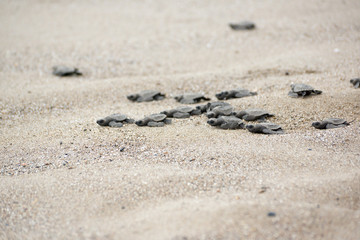 Fototapeta na wymiar Hatching baby Turtles liberating into sea