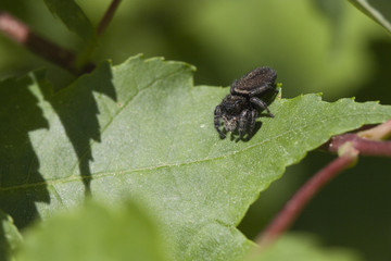 Black spider waiting to ambush another insect on a leaf