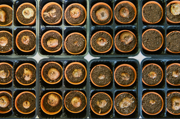 jars file with soil and bulbs