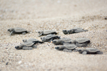 Fototapeta na wymiar Hatching baby Turtles liberating into sea