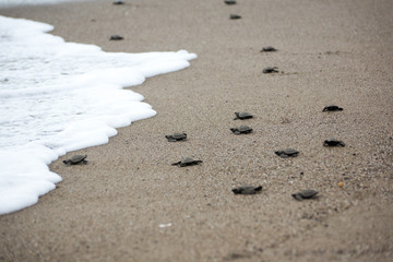 Hatching baby Turtles liberating into sea