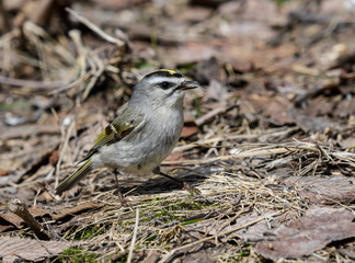 Golden-crowned Kinglet