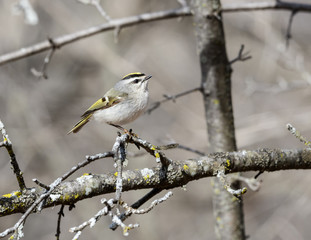 Golden-crowned Kinglet