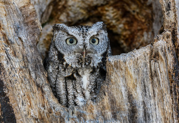 Eastern Screech Owl, Gray Morph