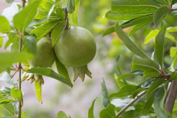 Pomegranate tree