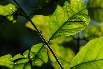 green plant under sunlight
