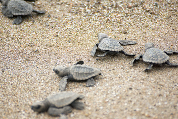 Hatching baby Turtles liberating into sea