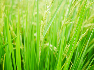 Obraz na płótnie Canvas Green rice field background.
