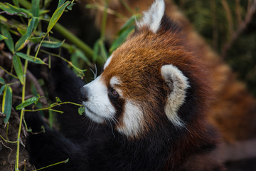 Red panda close up