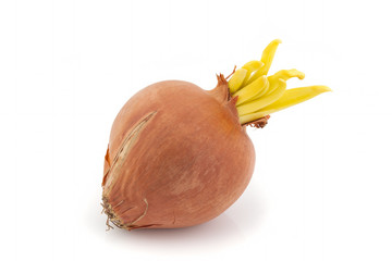 Sprouted golden onions on a white background. Isolated