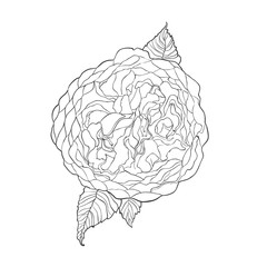 Contour sketch image of Austin rose flower isolated on white background.