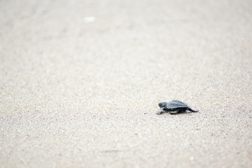 Hatching baby Turtles liberating into sea