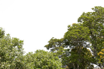 branch of tree color is brown,without green leaf,isolated on white