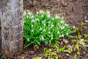 Galanthus, or snowdrop early spring in the woods