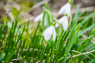 Galanthus, or snowdrop early spring in the woods