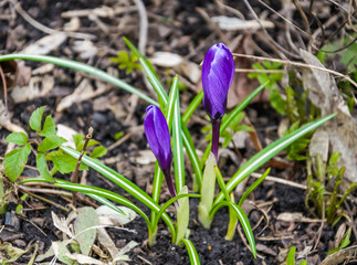 Violet Crocuses or saffron early spring