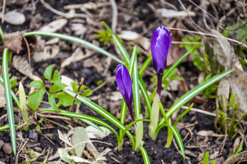 Violet Crocuses or saffron early spring