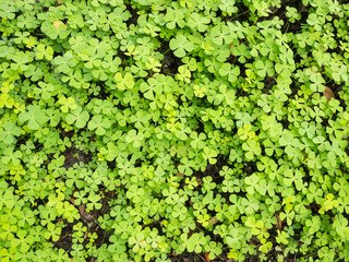 Fototapeta premium Wood sorrel on the forest floor