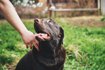 dog looking at the owner, Walking in the park